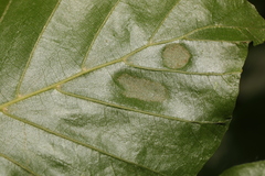 Aceria nervisequa