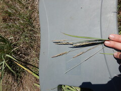 Psathyrostachys juncea