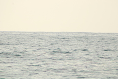 Hydrobates tethys