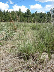 Psathyrostachys juncea