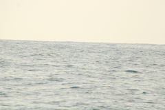 Hydrobates tethys