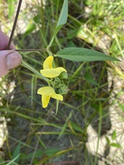 Vigna luteola image