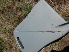 Psathyrostachys juncea