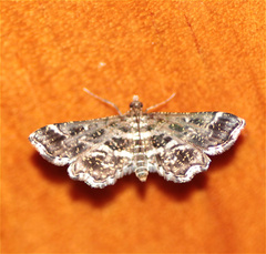 Diasemiopsis