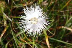Dianthus hyssopifolius