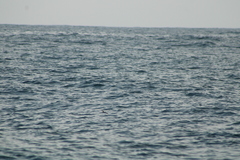 Hydrobates tethys