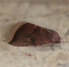 Micrathetis canifimbria