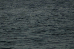 Hydrobates tethys