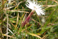Dianthus hyssopifolius