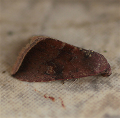 Micrathetis canifimbria
