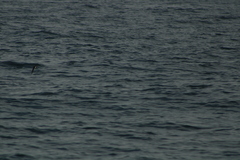 Hydrobates tethys