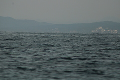 Hydrobates tethys