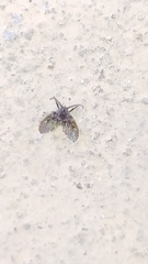 Clogmia albipunctata