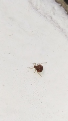 Aphidomorpha