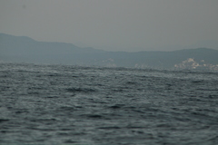 Hydrobates tethys