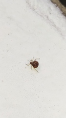 Aphidomorpha
