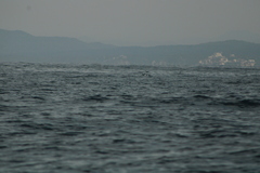 Hydrobates tethys