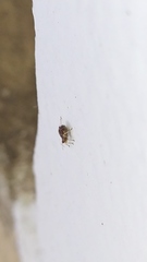 Aphidomorpha
