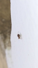 Aphidomorpha