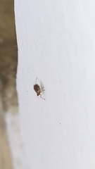 Aphidomorpha