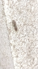 Pterygota