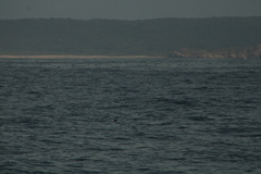 Hydrobates tethys