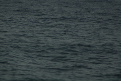 Hydrobates tethys