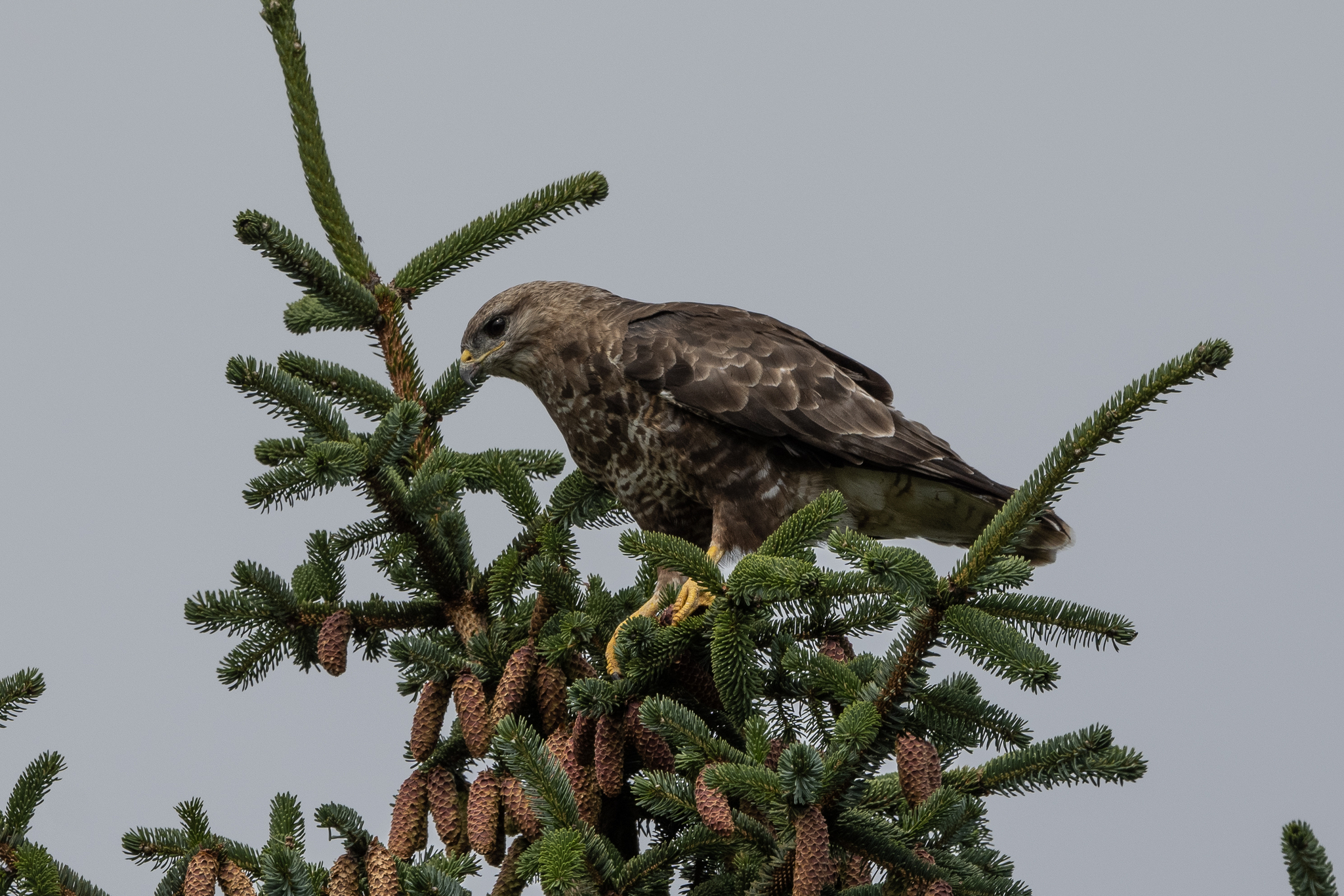 Common Buzzard