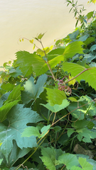 Vitis riparia