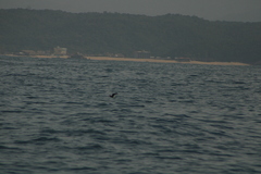Hydrobates tethys