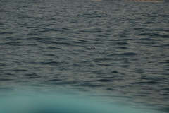 Hydrobates tethys
