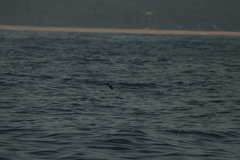 Hydrobates tethys