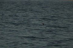 Hydrobates tethys