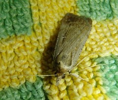 Tathorhynchus fallax