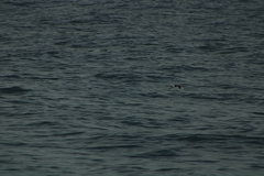 Hydrobates tethys