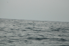 Hydrobates tethys
