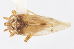 Megamelus scutellaris