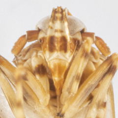 Megamelus scutellaris