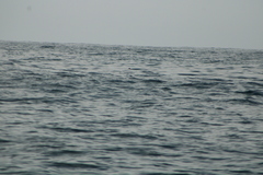 Hydrobates tethys