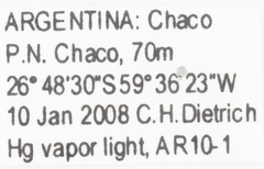 Megamelus scutellaris