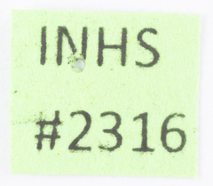 Megamelus scutellaris