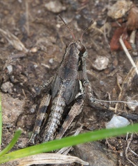 Melanoplus oregonensis