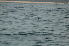 Hydrobates tethys