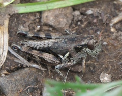 Melanoplus oregonensis