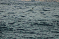 Hydrobates tethys