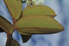 Miconia rubiginosa