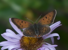 Tharsalea dorcas sangremar