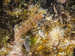 Clinitrachus argentatus