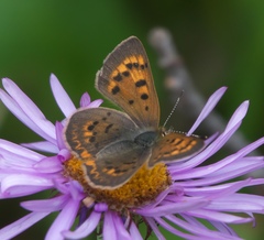 Tharsalea dorcas sangremar