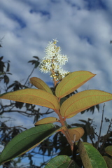 Miconia rubiginosa
